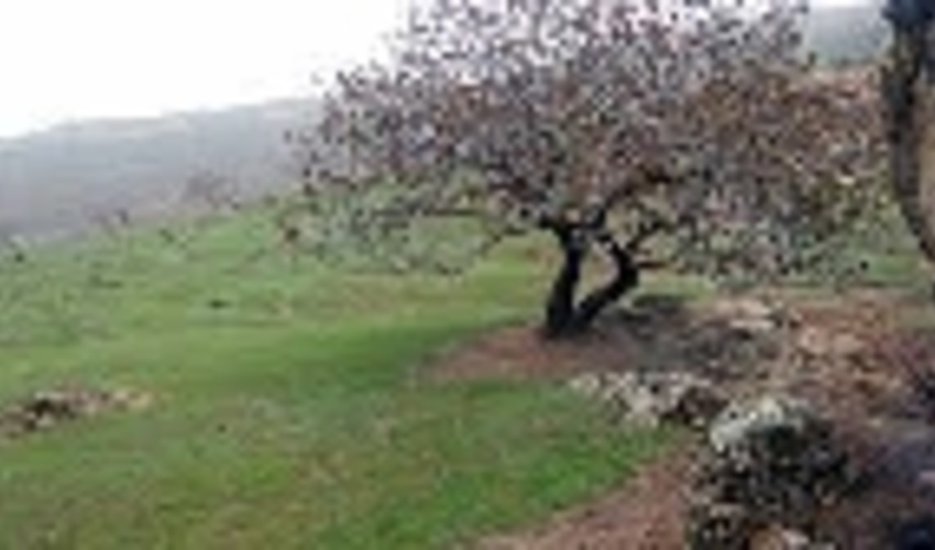 لزوم حفظ وحراست از 20 هزار هکتار جنگل‌های ارس- پسته در شهرستان سرخس