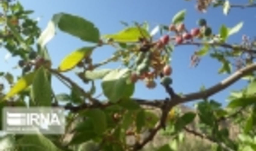 ونوشک، تحفه‌ طبیعت سخاوتمند ایلام