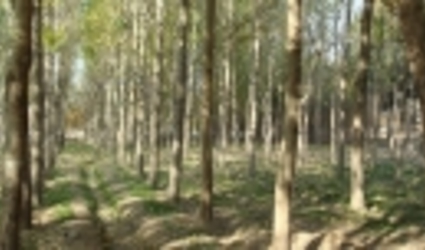 بهره‌گیری از ظرفیت پادگان‌های نیروهای مسلح برای توسعه زراعت چوب و فضای سبز 