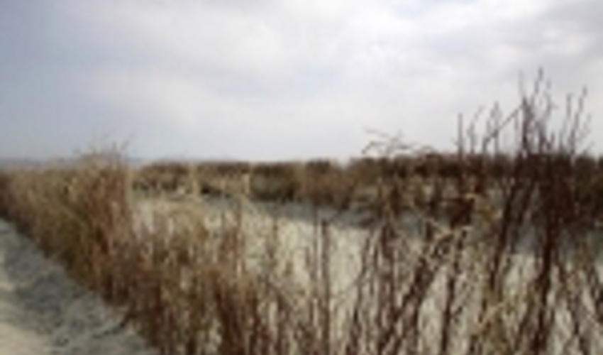 ایجاد بادشکن غیرزنده در سطح ۶ کیلومتر از عرصه‌ کویرمیقان اراک اجرا شد