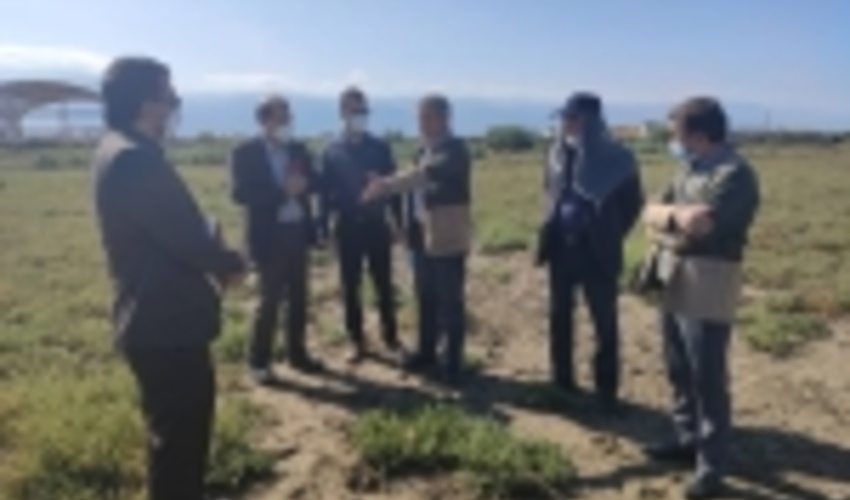 گلستان/هدف‌گذاری توسعه زراعت چوب در شهرستان بندرترکمن با مساحت 500 هکتار