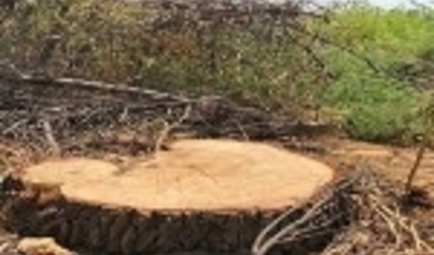 همدان/صدور چهار دستور دادستان ملایر به منظور نظارت بر قطع ‏درختان در باغات و اراضی ملی 