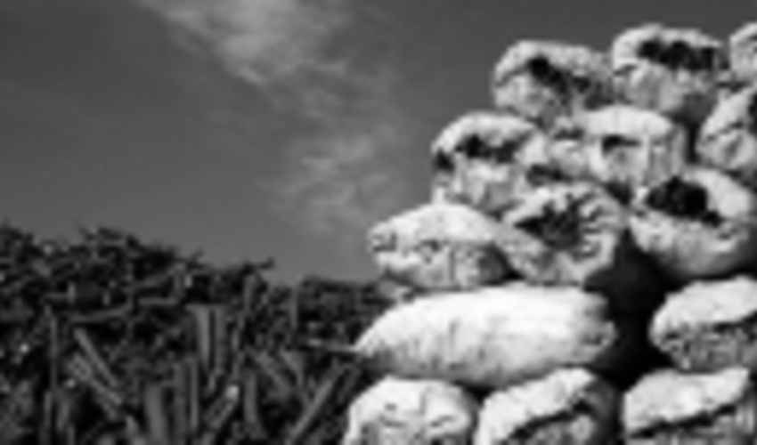 افزایش نگران کننده قاچاق زغال/ کشف ۴۲ کیسه زغال در کهگیلویه