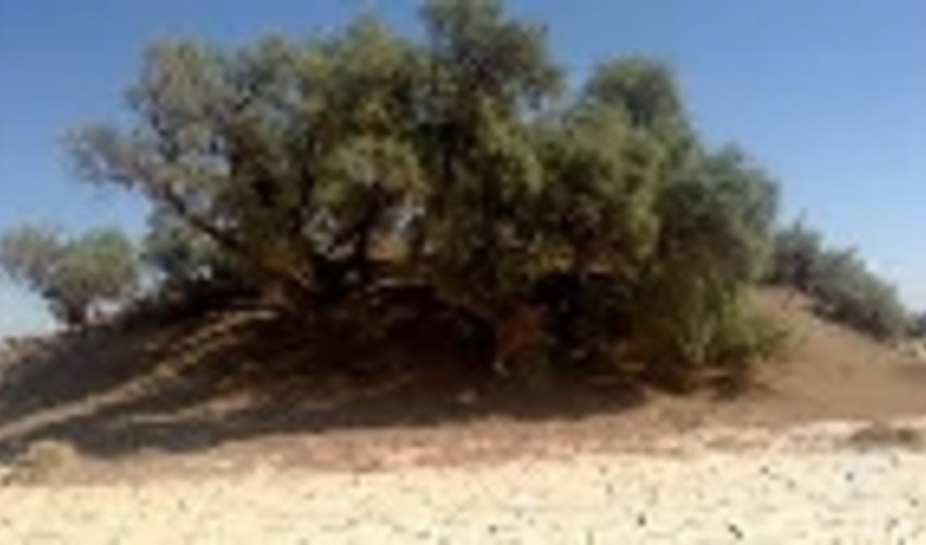  زیبایی های ایران پایانی ندارد / نبکاها در کویر لوت شگفتی می آفرینند 