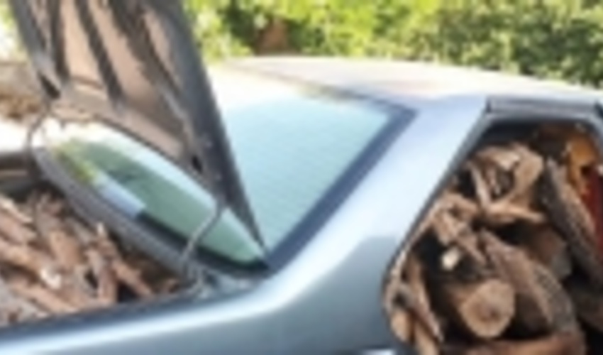 برنامه ویژه منابع طبیعی البرز برای مقابله با قاچاق چوب