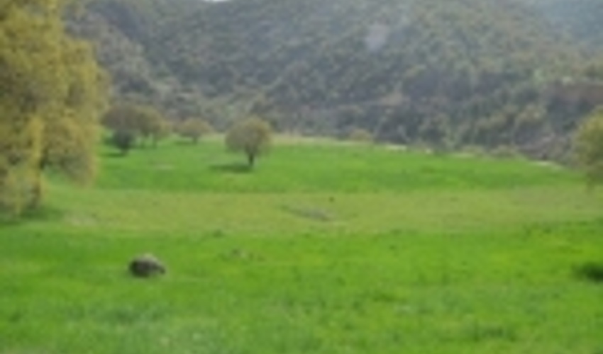 گیلان/خلع ید یک هکتاری در منابع طبیعی فومن