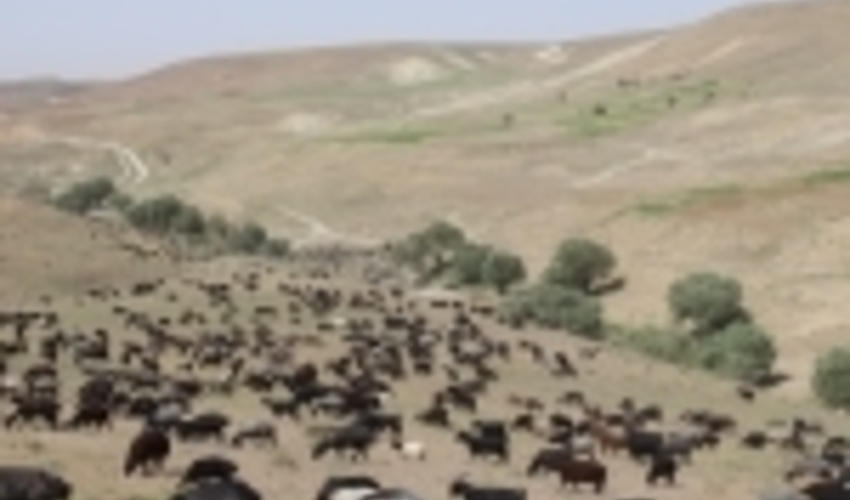 ممیزی مرتع، یک میلیون و ۸۳۲ هزار هکتار از اراضی ملی استان مرکزی 