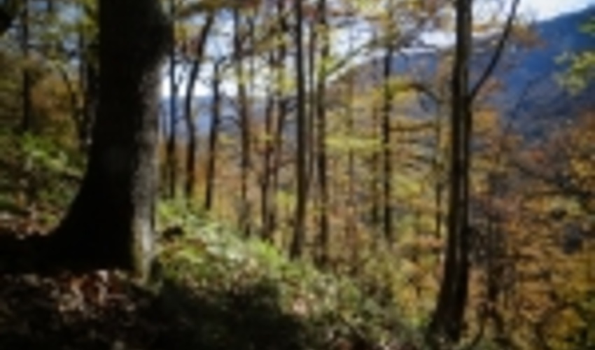 نوشهر/ مدیریت پارک جنگلی صفارود رامسر به بخش‌ خصوصی واگذار شد