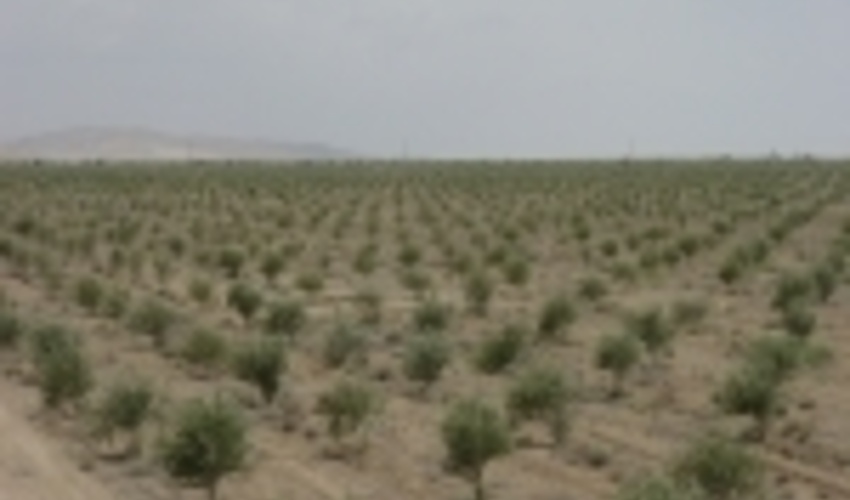 سمنان/طرح پویش مردمی نهالکاری درشهرستان دامغان اجرا می شود / گروه های جهادی محور طرح