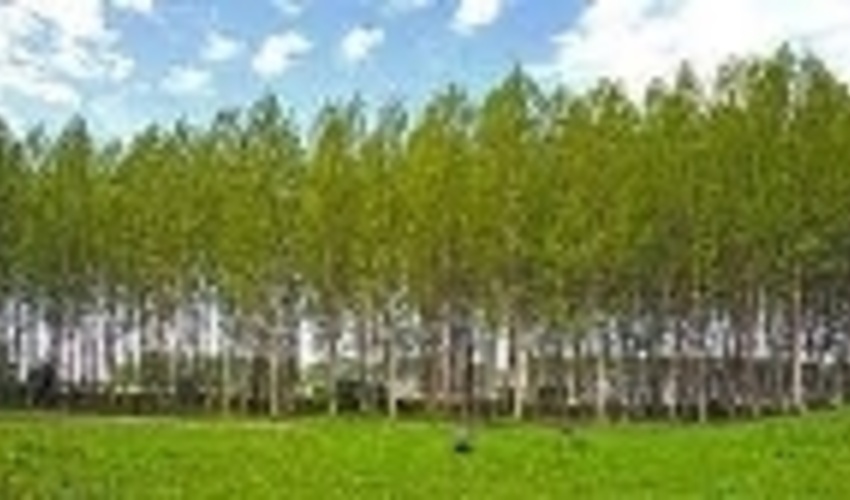 تعهد ۶۶۰ هکتاری طرح زراعت چوب در استان همدان