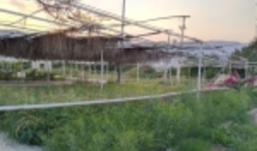 فارس/ 55 هزار اصله نهال جنگلی در شهرستان کازرون تولید شد