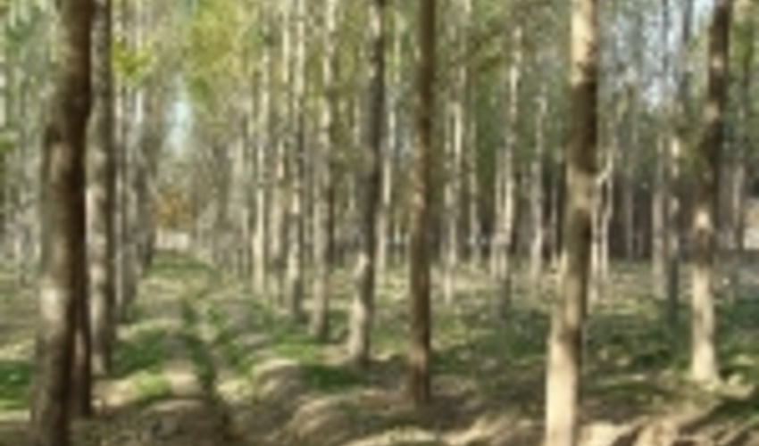 افزایش وسعت اجرای طرح زراعت چوب تا 40 هزار هکتار