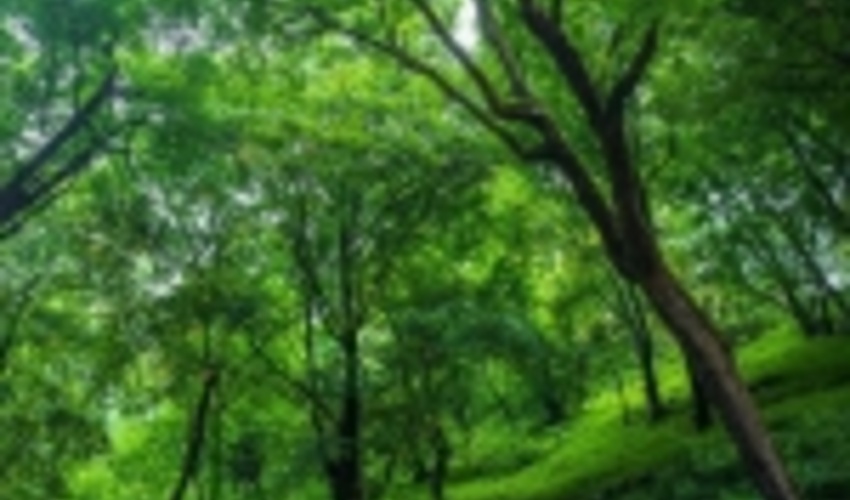  تحقق زراعت چوب در ۲۵۰۰ هکتار از اراضی ملی گیلان/ توسعه ۸۰۰ هکتاری جنگل ها