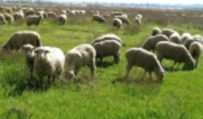 طرح های مرتعداری؛ پایه و اساس مدیریت عرصه های مرتعی کشور