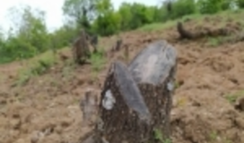 کردستان/عاملان قطع درختان در مریوان شناسایی شدند