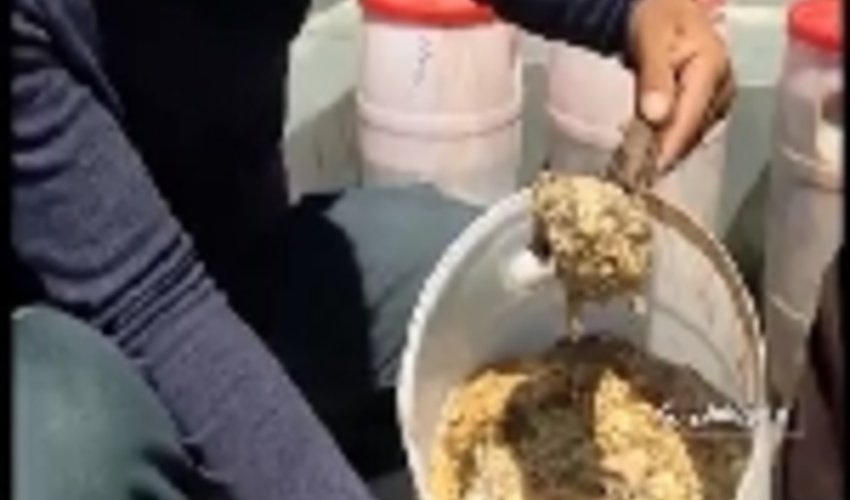 برداشت بیش از ۲هزار کیلو باریجه در خراسان شمالی