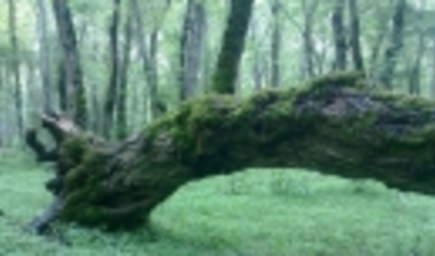 مازندران –ساری/آمادگی کامل برای اجرای طرح فنی حفاظتی در جنگل‌های هیرکانی