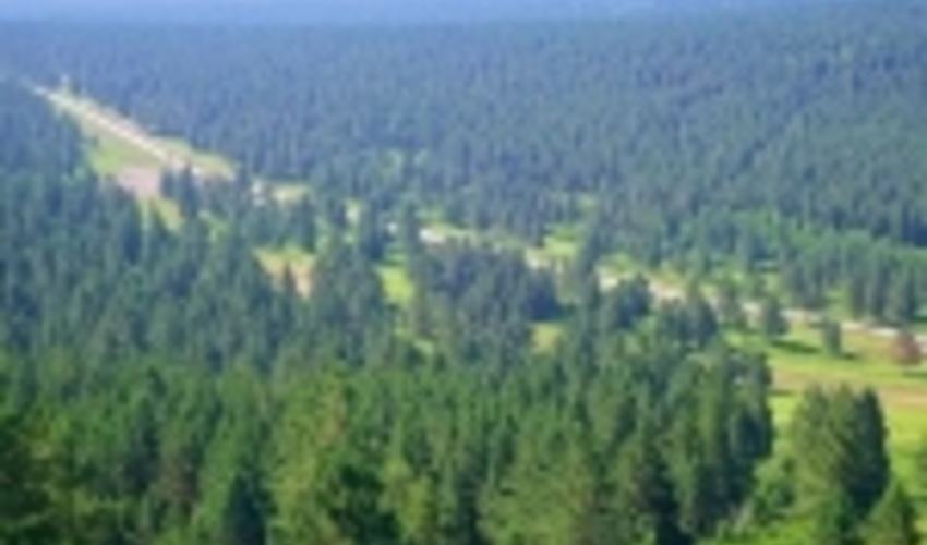 نهال کاری 550 هکتاری در جنگل ها گیلان تا پایان سال