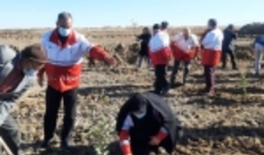 نهالکاری 80 هکتار از اراضی ملی استان مرکزی 