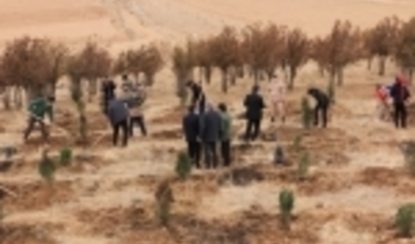 آغاز نهالکاری در۲۵۰ هکتار از عرصه‌های منابع طبیعی چهارمحال و بختیاری 