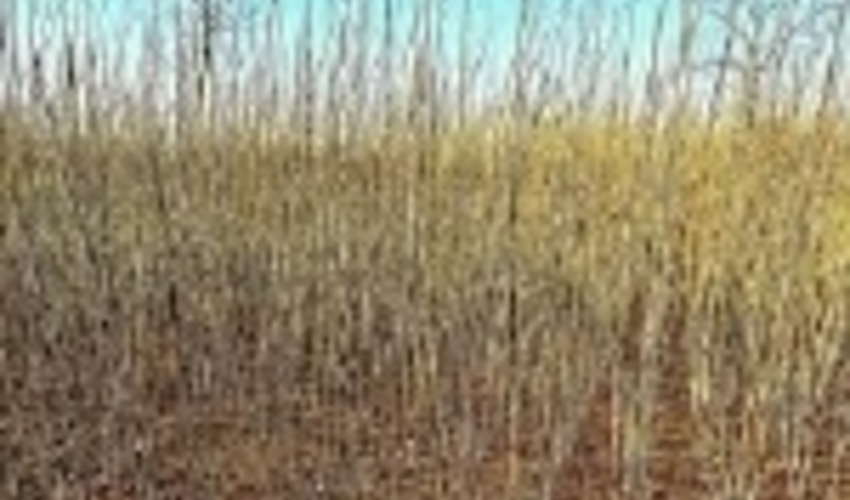 توزیع و غرس یک میلیون و 300 هزار اصله نهال در استان مرکزی