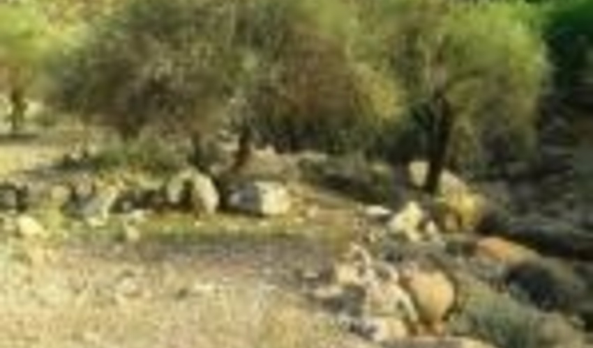 اصفهان/معاون فرمانداری کاشان مطرح کرد؛ اختصاص ۷۰۰ هکتار از اراضی کاشان به کشت بادام کوهی