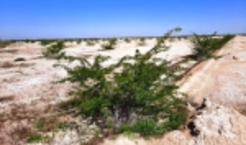 مدیرکل منابع طبیعی گلستان: 23 میلیارد تومان برای بیابان زدایی در گلستان هزینه شد