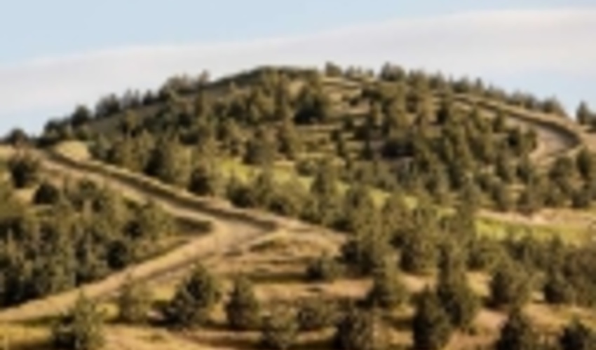 تهران/هزار هکتار از کمربند سبز پایتخت جنگل کاری شد