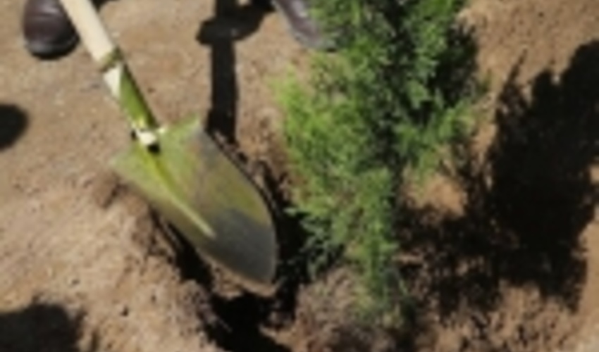 غرس 34 هزار اصله نهال بیاد 3 هزار و 400 شهید در استان اردبیل 