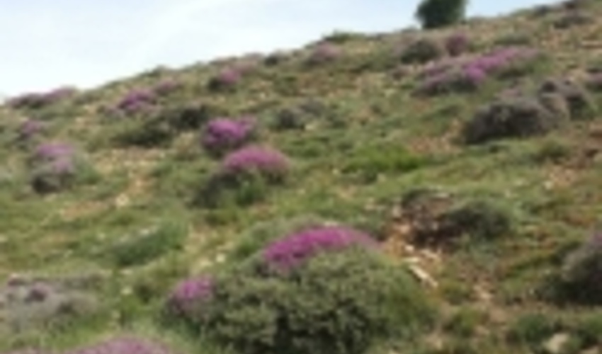 رییس سازمان جنگل ها: بیشترین ارتباط منابع طبیعی با مردم در بخش مرتع است