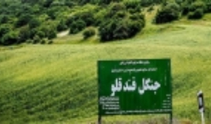 پایش جنگل فندقلو با نصب دوربین مستمر انجام می‌شود