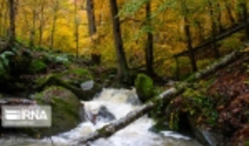 طرح جایگزین تنفس جنگل‌های هیرکانی سال آینده اجرایی می‌شود