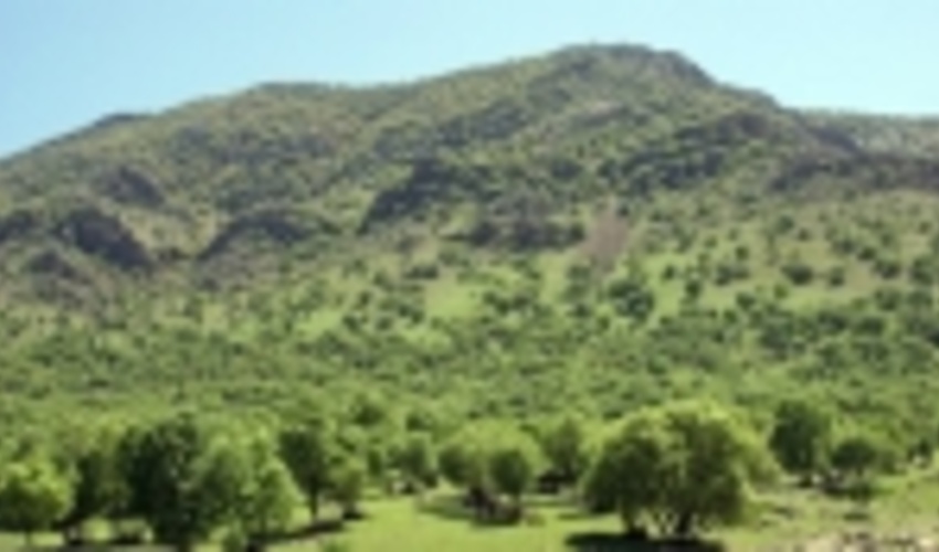 ۲۰ ذخیره‌گاه جنگلی جدید در کردستان شناسایی شد