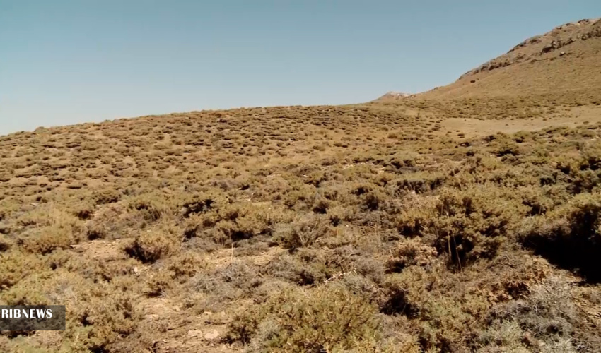 دستورالعمل جدید در رابطه گون‌زارها ابلاغ می‌شود