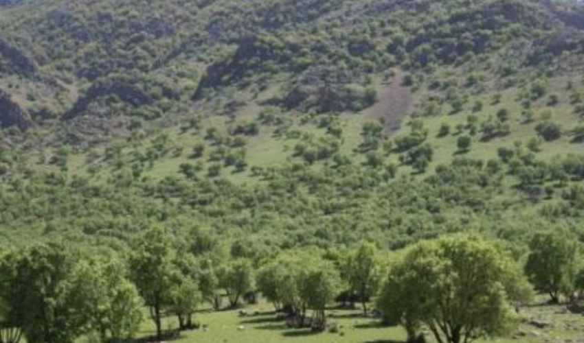 حرکتی که ستودنی است/مردم چیگو وفاداری خود را به جنگل ثابت کرده اند