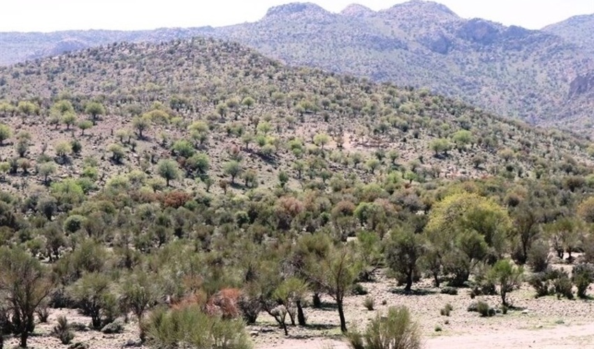 خلع ید 248 هکتار اراضی ملی استان کرمانشاه از متصرفان