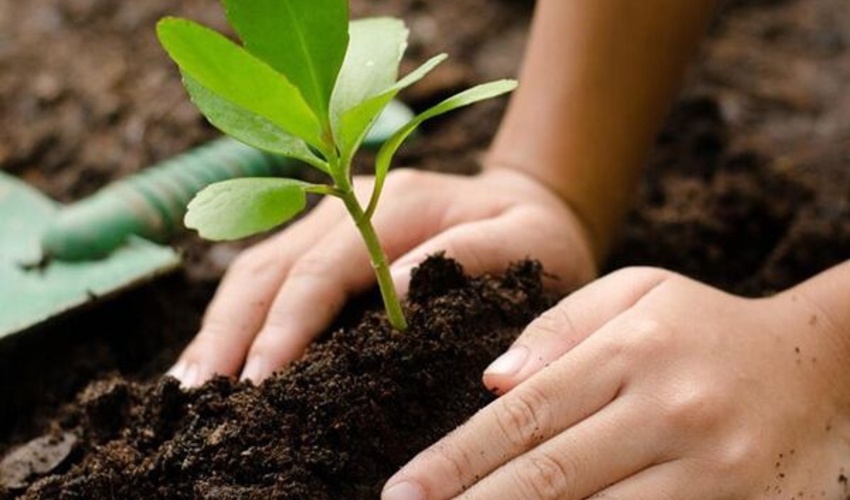 کشت 30  هزار اصله نهال درهفته منابع طبیعی در هرمزگان 