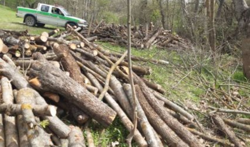آذربایجان شرقی/عاملین قطع اشجار از روستای مولان با دستور قضایی روانه زندان شدند