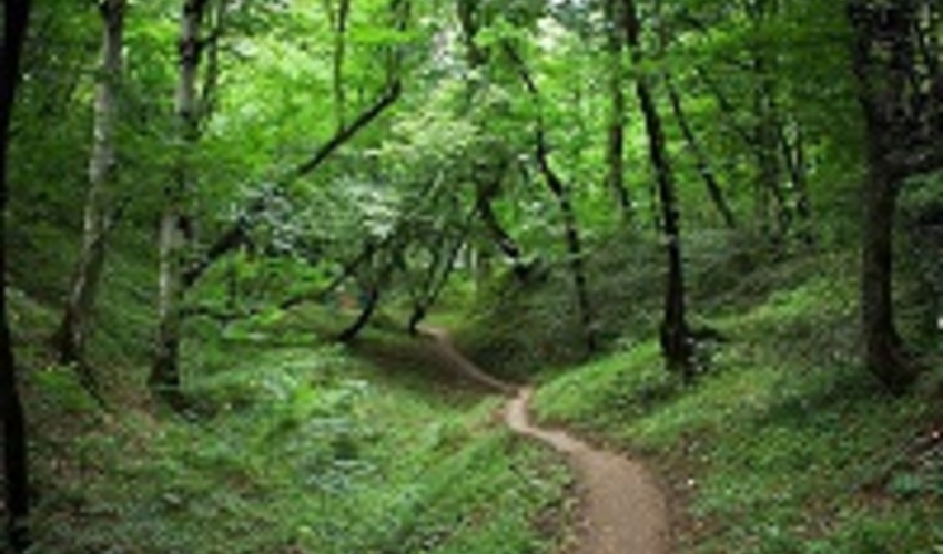 بیانیه معاون امور جنگل به مناسبت فرا رسیدن روز جهانی جنگل