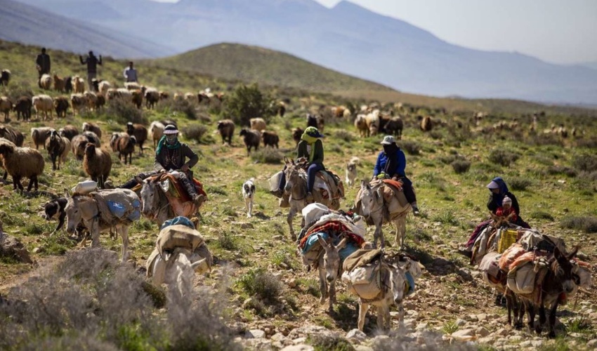 تبعات زیست‌محیطی کوچ بی‌موقع دام در مراتع 