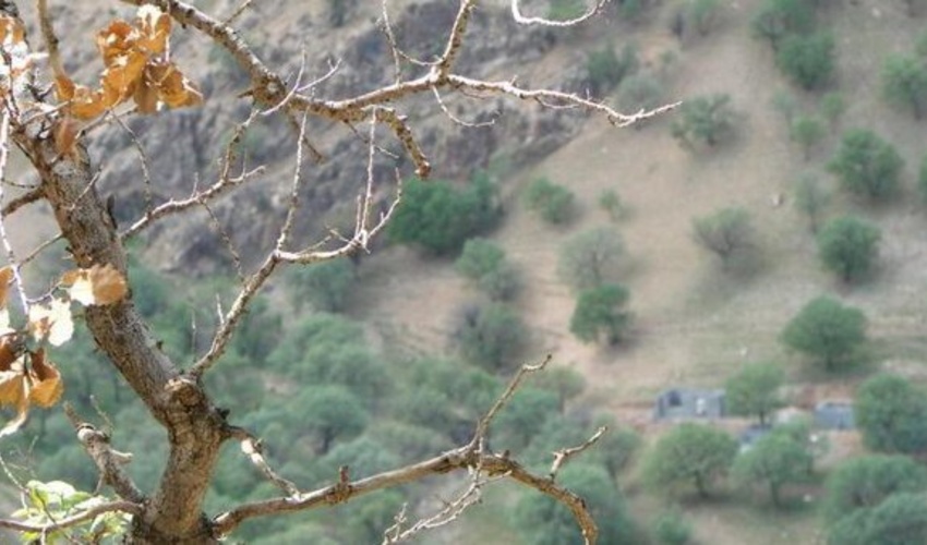 لرستان/ مبارزه با آفت جوانه‌خوار 2 هزار هکتار از جنگل‌های بلوط 