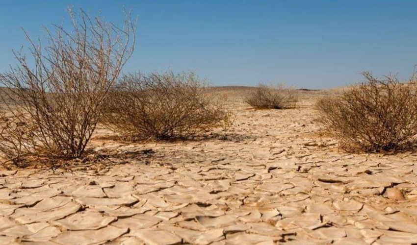 پیشنهاد ترکیه به عراق برای ایجاد جنگل با هدف بیابان زدایی