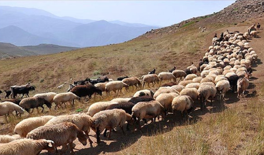 خراسان رضوی/ آغاز مدیریت چرای دام در مراتع شهرستان سبزوار