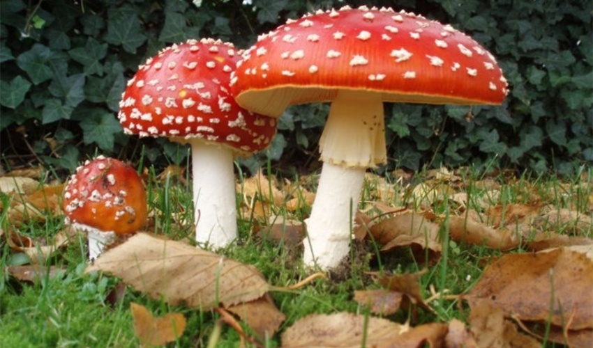 مردم از برداشت قارچ های سمی و خودرو در طبیعت خودداری کنند