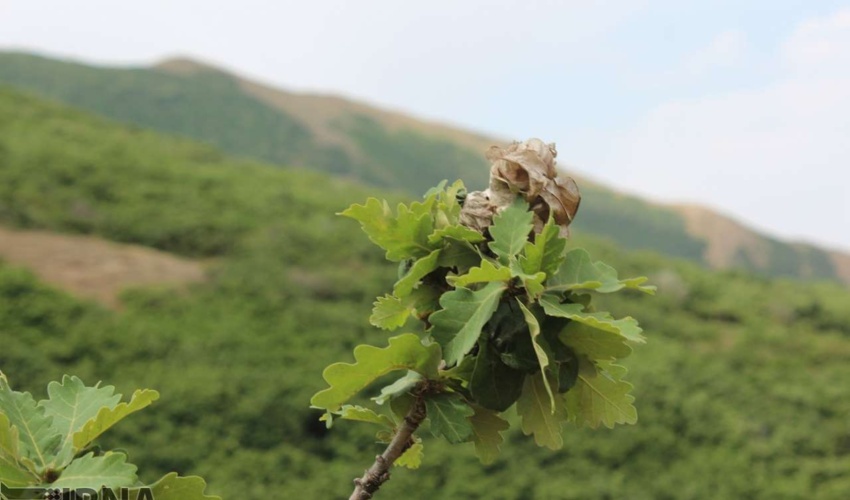 قزوین / مبارزه با آفت پروانه دم قهوه ای در جنگل های طارم سفلی