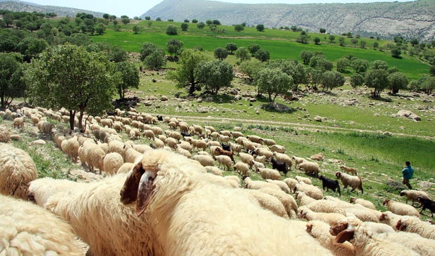 کاهش ۸۰ درصدی چرای زودهنگام در مراتع/ پیشنهاد مجدد حل و فصل مسایل کوچ در قالب شورا