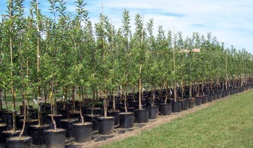امکان تولید چهار میلیون اصله نهال در استان مرکزی