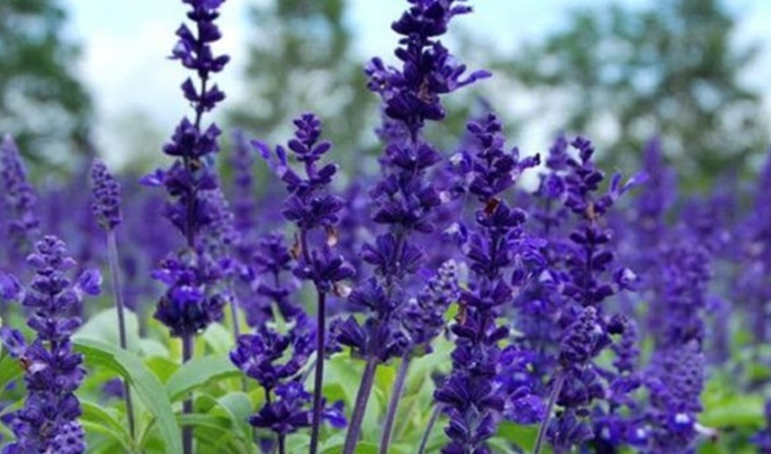 مراتع چهارمحال و بختیاری رویشگاه 230 گونه گیاه دارویی است