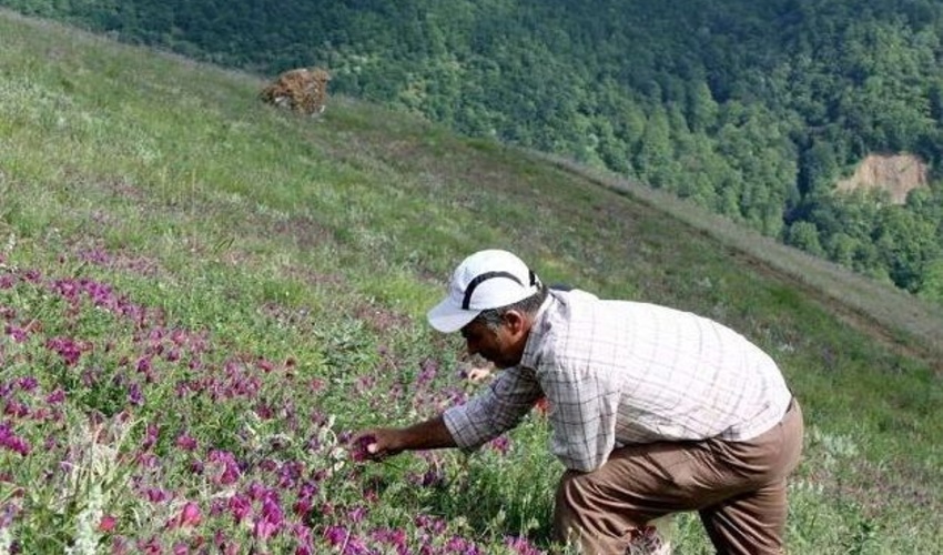 برداشت‌های بی‌رویه، گونه‌های گیاهان دارویی خراسان‌شمالی را تهدید می‌کند