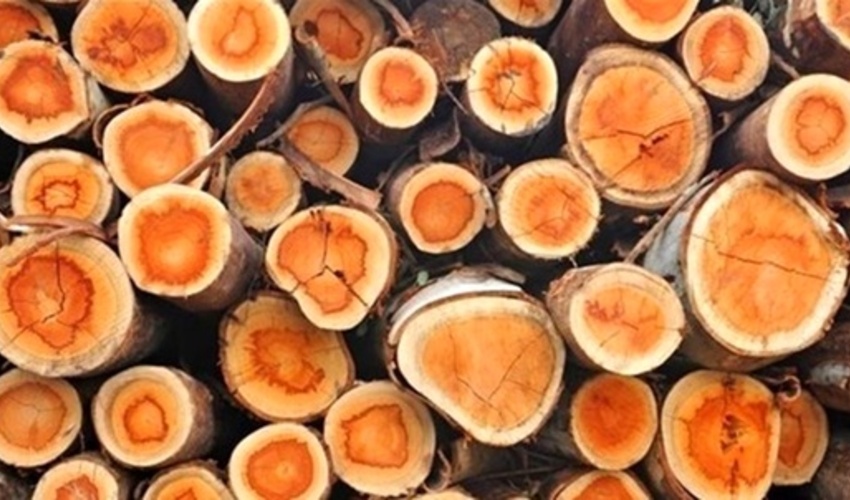 تهران/کشف و ضبط بیش از پنج تن چوب قاچاق در شهرستانهای شهریار و رباط کریم